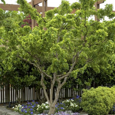 Robinia pseudoacacia "Tortuosa" - agát biely